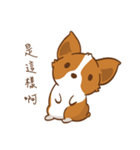 Corgi Dog KaKa - Drama Queen（個別スタンプ：34）