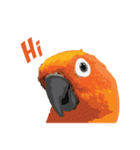 Sun Conure Parrot（個別スタンプ：1）