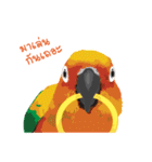 Sun Conure Parrot（個別スタンプ：2）