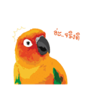 Sun Conure Parrot（個別スタンプ：3）