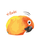 Sun Conure Parrot（個別スタンプ：6）