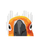 Sun Conure Parrot（個別スタンプ：7）