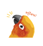 Sun Conure Parrot（個別スタンプ：9）