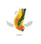 Sun Conure Parrot（個別スタンプ：10）