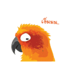 Sun Conure Parrot（個別スタンプ：11）