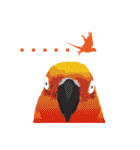 Sun Conure Parrot（個別スタンプ：12）