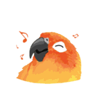 Sun Conure Parrot（個別スタンプ：13）