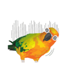 Sun Conure Parrot（個別スタンプ：14）