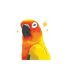 Sun Conure Parrot（個別スタンプ：15）