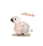 Sun Conure Parrot（個別スタンプ：17）