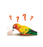 Sun Conure Parrot（個別スタンプ：19）