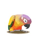 Sun Conure Parrot（個別スタンプ：20）