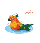 Sun Conure Parrot（個別スタンプ：21）