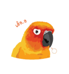 Sun Conure Parrot（個別スタンプ：23）