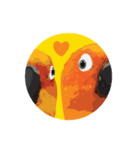 Sun Conure Parrot（個別スタンプ：24）