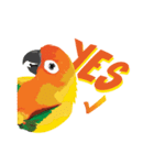 Sun Conure Parrot（個別スタンプ：26）