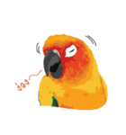 Sun Conure Parrot（個別スタンプ：28）