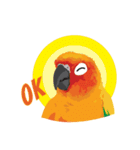 Sun Conure Parrot（個別スタンプ：33）