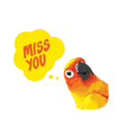 Sun Conure Parrot（個別スタンプ：34）