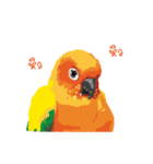 Sun Conure Parrot（個別スタンプ：35）