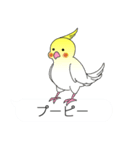 吹き出しと鳥たち（オカメインコ編）（個別スタンプ：1）