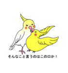 吹き出しと鳥たち（オカメインコ編）（個別スタンプ：16）