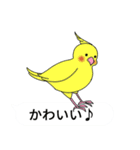 吹き出しと鳥たち（オカメインコ編）（個別スタンプ：20）