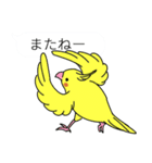 吹き出しと鳥たち（オカメインコ編）（個別スタンプ：23）