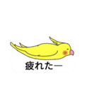 吹き出しと鳥たち（オカメインコ編）（個別スタンプ：32）