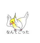 吹き出しと鳥たち（オカメインコ編）（個別スタンプ：38）