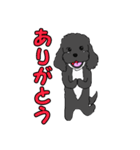 喋るMIX犬「サスケ」（個別スタンプ：12）