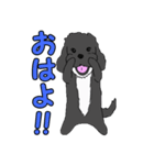 喋るMIX犬「サスケ」（個別スタンプ：15）