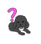 喋るMIX犬「サスケ」（個別スタンプ：19）