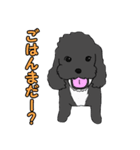 喋るMIX犬「サスケ」（個別スタンプ：21）