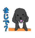 喋るMIX犬「サスケ」（個別スタンプ：25）