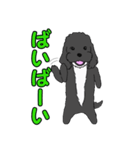 喋るMIX犬「サスケ」（個別スタンプ：35）