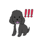 喋るMIX犬「サスケ」（個別スタンプ：36）