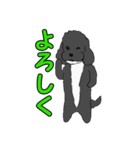 喋るMIX犬「サスケ」（個別スタンプ：37）