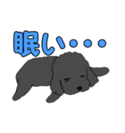 喋るMIX犬「サスケ」（個別スタンプ：38）