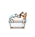 Playful Chihuahua（個別スタンプ：11）