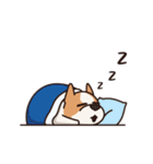 Playful Chihuahua（個別スタンプ：12）
