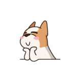 Playful Chihuahua（個別スタンプ：13）