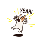 Playful Chihuahua（個別スタンプ：16）