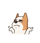 Playful Chihuahua（個別スタンプ：20）