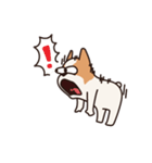 Playful Chihuahua（個別スタンプ：26）