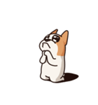Playful Chihuahua（個別スタンプ：28）