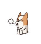 Playful Chihuahua（個別スタンプ：34）