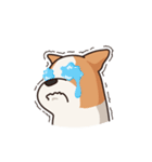 Playful Chihuahua（個別スタンプ：38）