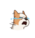 Playful Chihuahua（個別スタンプ：39）