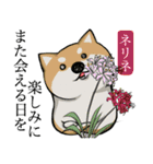 犬と花言葉（個別スタンプ：8）